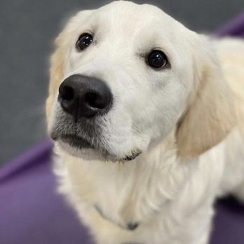 dogtopia daycare cost