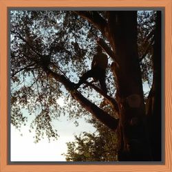 Driggers Tree Surgeons - Our motto at Driggers Tree Surgeons LLC "We'll go out on a limb for you!"