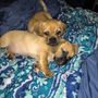 Photo of Ren's AAA Home Puppies