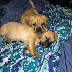Ren's AAA Home Puppies