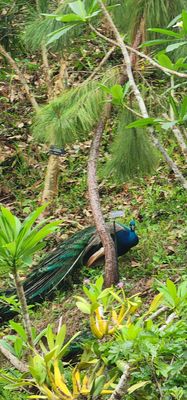 Vallarta Botanical Gardens AC by null