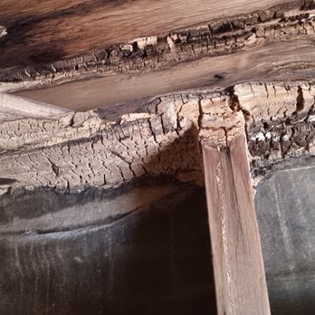 Family 1st Pest Solutions - Dry rot - Pest Control Near Me - Hesperia, California Family 1st Pest Solutions - Dry rot - Pest Control Near Me - Hesperia, California