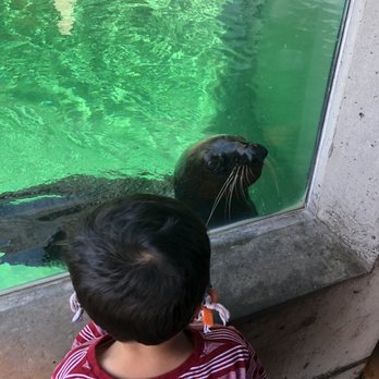 Seattle Aquarium - Seal hoping to get more treats from a trainer - Aquariums Near Me - Seattle, Washington Seattle Aquarium - Seal hoping to get more treats from a trainer - Aquariums Near Me - Seattle, Washington