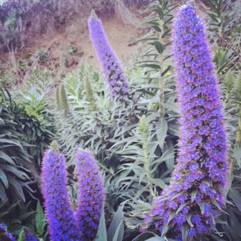 Fort Baker - Flora and fauna... - Parks Near Me - Sausalito, California