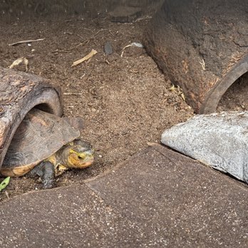 Pana'ewa Rainforest Zoo & Gardens - Turtle - Zoos Near Me - Hilo, Hawaii