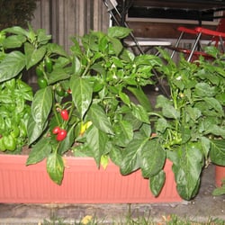 Pink Grizzly - At 2 Months: Basil and habaneros
