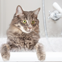Photo of For the Love of CATS