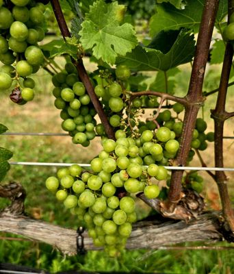 Macari Vineyards by null