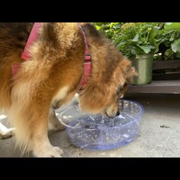 Freyja with her custom made water dish