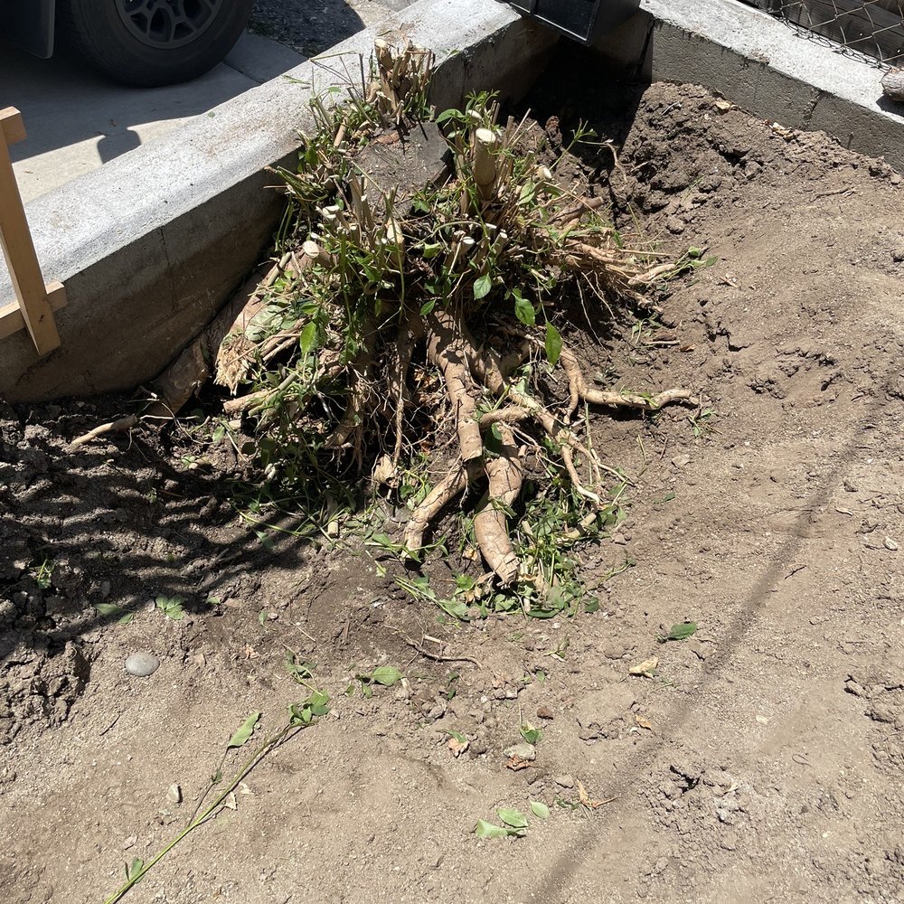 Artist Tree Service - Before (in-festive species) I tried so hard to remove this myself before calling for help. I am so glad they came. - Tree Services Near Me - Sylmar, California
