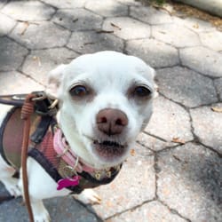 The Dandy Dogwalker - Brooklyn - Pixel the mini boss has a lot to say, via facial expressions. (Brooklyn Heights, Brooklyn)