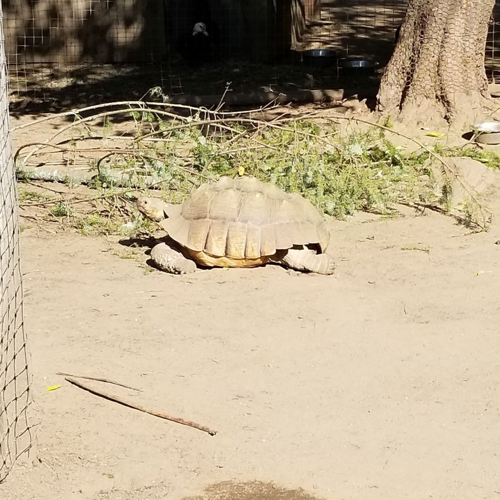 The Outback Kangaroo Farm - Turtle basking in the sun - Zoos Near Me - Arlington, Washington The Outback Kangaroo Farm - Turtle basking in the sun - Zoos Near Me - Arlington, Washington