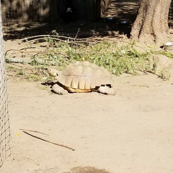 The Outback Kangaroo Farm - Turtle basking in the sun - Zoos Near Me - Arlington, Washington