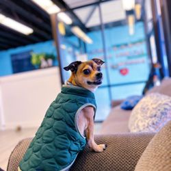 K-9 Cloud 9 - Squirt looking handsome in his jacket.