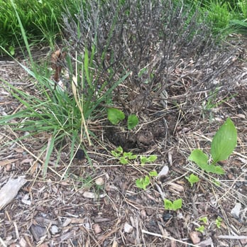 Bill's Landscaping - Another plant dead didn't bloom and doesn't look planted right - Landscaping Near Me - Enfield, Connecticut