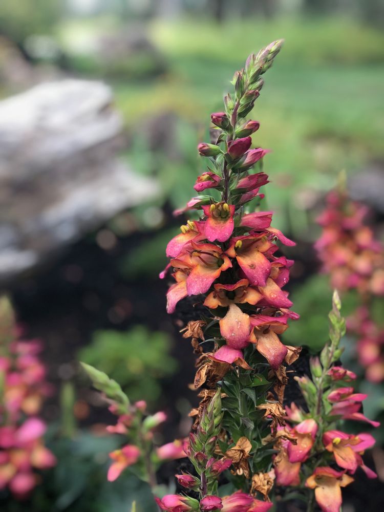 Slide of Blooming Desert Design + Build