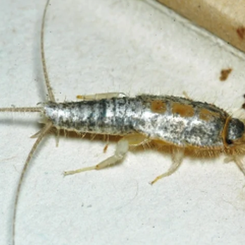 Preyon Pest Control - Pest Control Near Me Preyon Pest Control - Pest Control Near Me