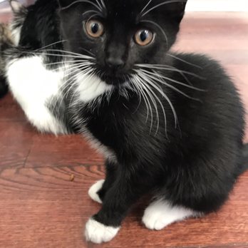 Fins & Feathers - Perfect little kitten ready for adoption today - Pet Stores Near Me - Red Bank, New Jersey Fins & Feathers - Perfect little kitten ready for adoption today - Pet Stores Near Me - Red Bank, New Jersey