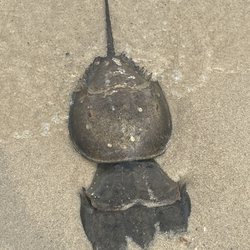 Joseph Sylvia State Beach - 2 horseshoe crabs