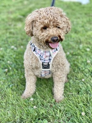 City of Issaquah Skate Park at Tibbetts Valley Park