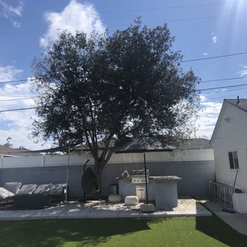 JYL Tree Service - Oak tree before trim - Tree Services Near Me JYL Tree Service - Oak tree before trim - Tree Services Near Me