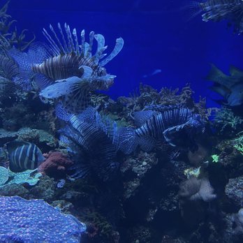 Downtown Aquarium - Museums Near Me - Denver, Colorado Downtown Aquarium - Museums Near Me - Denver, Colorado
