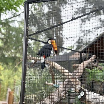 Central Coast Zoo - Toucan - Zoos Near Me - Atascadero, California Central Coast Zoo - Toucan - Zoos Near Me - Atascadero, California