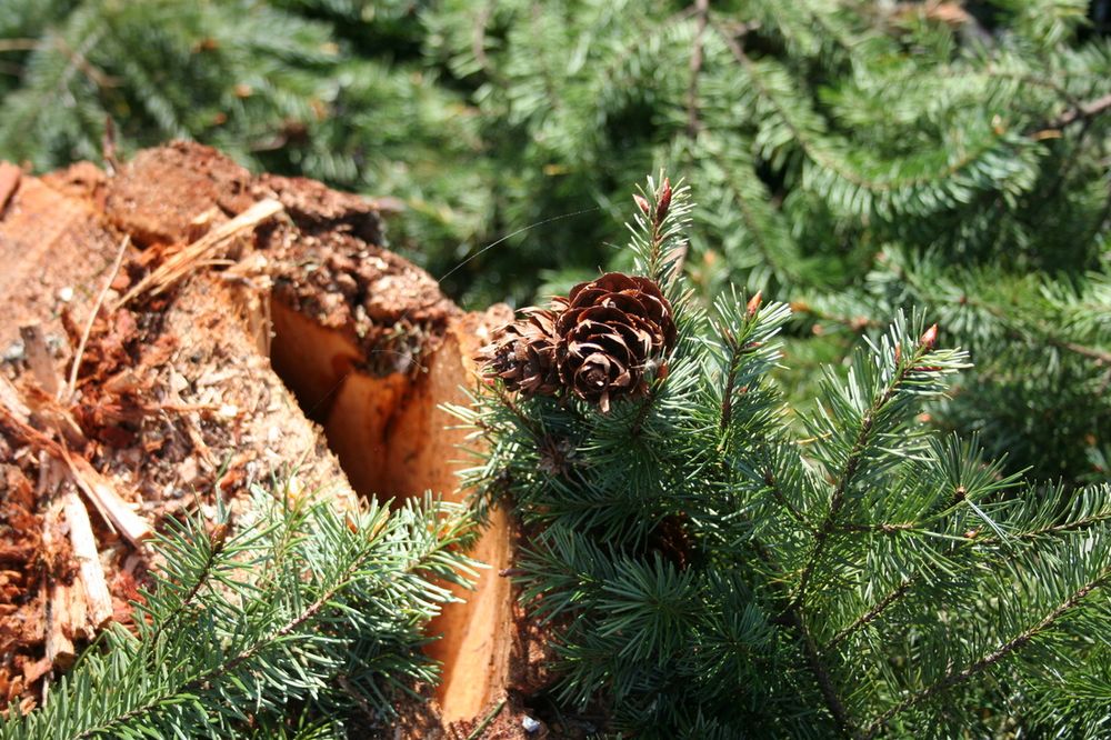RL & Sons Logging - tree service in Philomath, OR
