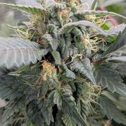Cannabis Seed USA