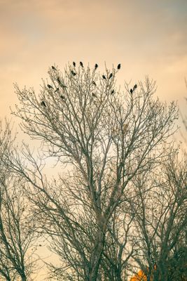 Pahranagat National Wildlife Refuge by null