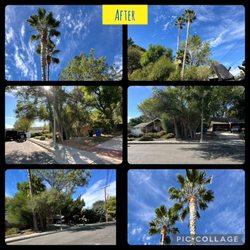 Tzuban Tree Services - Mexican palm trimming before and after! Have palms you need cleaned? Call us today!