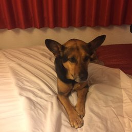 The best part about motel 6 for us is that pets are allowed and there is no extra fee! The best part about motel 6 for us is that pets are allowed and there is no extra fee!