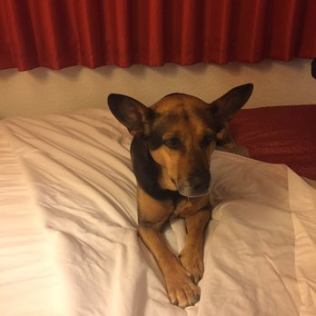 Motel 6 - The best part about motel 6 for us is that pets are allowed and there is no extra fee! - Hotels Near Me - Gustine, California Motel 6 - The best part about motel 6 for us is that pets are allowed and there is no extra fee! - Hotels Near Me - Gustine, California