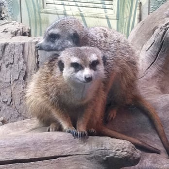 The Buffalo Zoo - Zoos Near Me - Buffalo, New York The Buffalo Zoo - Zoos Near Me - Buffalo, New York