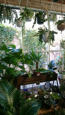 Botanic by null