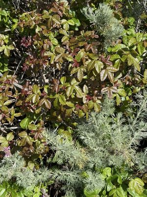 Andrew Molera State Park by null