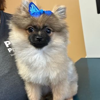 Katy Pet Wellness Solutions - Precious Pomeranian patient during an exam. - Veterinarians Near Me - Katy, Texas Katy Pet Wellness Solutions - Precious Pomeranian patient during an exam. - Veterinarians Near Me - Katy, Texas