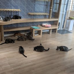 KOKORO CAT CAFE - Updated October 2025 - 36 Photos - 133-36 37th Ave