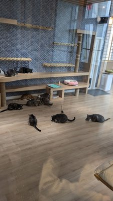 Kokoro Cat Café by null