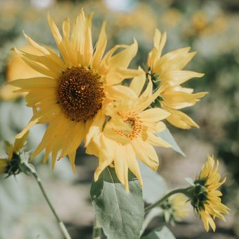 Greenbrier Farms - Nurseries & Gardening Near Me - Chesapeake, Virginia