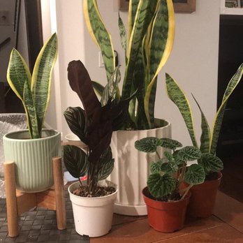 Rainbow - Everything was from rainbow and totaled $80! - Nurseries & Gardening Near Me - Rosemead, California