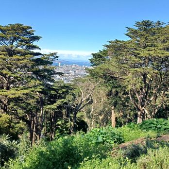 Scenic Tours - Buena Vist park, downtown San Francisco in the background - Airport Shuttles Near Me