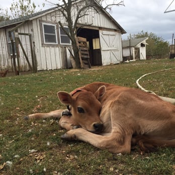 Ty Llwyd Farm - Baby calf on a leash - Farmers Market Near Me - Riverhead, New York