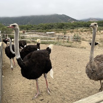 Ostrichland USA - Attraction Farms Near Me - Solvang, California