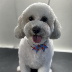 Mobile Dallas Pet Grooming