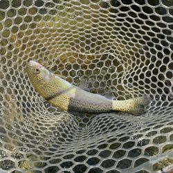 Hunt4FlyFish Guide Service - Rainbow trout