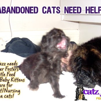 Catz Jazz Rescue - Want to become involved in cat rescue work? Catz Jazz has a need for volunteers to Bottle Feed and care for Orphaned Kittens! - Animal Shelters Near Me - Austin, Texas