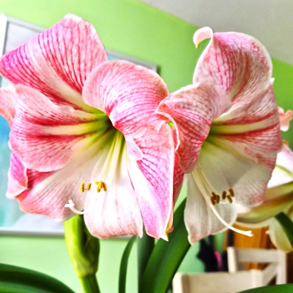 Amaryllis from Holland Bulb Farms