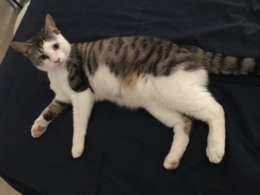 Best Friends Pet Adoption Center by null