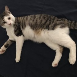 Best Friends Lifesaving Center